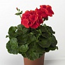 Герань (пеларгония садовая) (Pelargonium x hortorum)