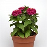 Цинния изящная (Zinnia elegans) Цинния изящная (Zinnia elegans)