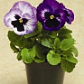 Виола Виттрока (Viola wittrockiana) Виола Виттрока (Viola wittrockiana)