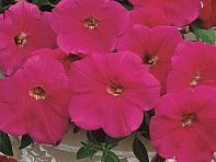 Петуния ампельная гибридная (Ramblin F1)