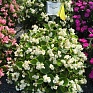 Бегония вечноцветущая махровая (зеленая листва) (Begonia semperflorens)