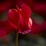 Цикламен персидский (Cyclamen persicum)