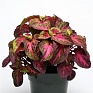 Колеус гибридный (Coleus х hybrida) Колеус гибридный (Coleus х hybrida)