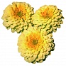 Цинния изящная (Zinnia elegans)