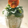 Виола виттрока (Viola wittrockiana) Виола виттрока (Viola wittrockiana)