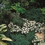 Эдельвейс альпийский (Leontopodium alpinum)