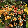 Бегония клубневая махровая ампельная (Begonia tuberhybrida) Бегония клубневая махровая ампельная (Begonia tuberhybrida)