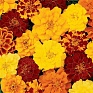 Бархатцы отклоненные (Tagetes patula)