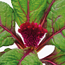 Целозия гребенчатая (Celosia cristata)