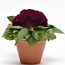 Целозия гребенчатая (Celosia cristata)