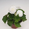 Бегония клубневая махровая (Begonia tuberhybrida)