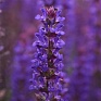 Шалфей дубравный (лесной) (Salvia nemorosa) Шалфей дубравный (лесной) (Salvia nemorosa)