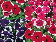 Петуния мелкоцветковая (Bella F1)