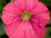 Петуния ампельная гибридная (FlashForward F1)