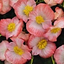 Бегония вечноцветущая (зеленая листва) (Begonia semperflorens)