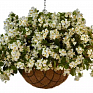 Бегония гибридная ампельная (зеленая листва) (Begonia hybrida) Бегония гибридная ампельная (зеленая листва) (Begonia hybrida)