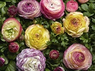 Лютик азиатский (Mache F1)