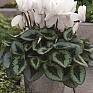 Цикламен персидский (Cyclamen persicum)