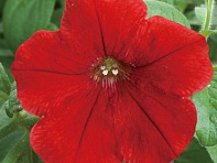 Петуния ампельная гибридная (Opera Supreme F1)