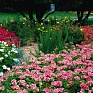 Герань (пеларгония садовая) (Pelargonium x hortorum)