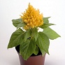 Целозия метельчатая (Celosia plumosa) Целозия метельчатая (Celosia plumosa)
