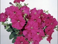 Петуния ампельная гибридная (Nivola F1)