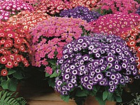 Цинерария гибридная (Jester F1)