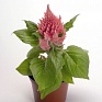 Целозия метельчатая (Celosia plumosa) Целозия метельчатая (Celosia plumosa)