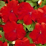 Бальзамин Уоллера (Impatiens walleriana)