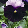 Виола Виттрока (Viola wittrockiana) Виола Виттрока (Viola wittrockiana)