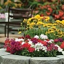 Вербена гибридная (Verbena hybrida) Вербена гибридная (Verbena hybrida)
