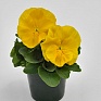 Виола виттрока (Viola wittrockiana) Виола виттрока (Viola wittrockiana)