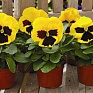 Виола Виттрока (Viola wittrockiana) Виола Виттрока (Viola wittrockiana)