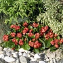 Бегония вечноцветущая (зеленая листва) (Begonia semperflorens)