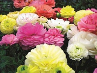 Лютик азиатский (Mache F1)