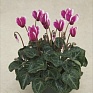 Цикламен персидский (Cyclamen persicum)