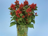 Целозия колосистая (перистая) (Celway)