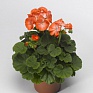 Герань (пеларгония садовая) (Pelargonium x hortorum)