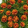 Бархатцы отклоненные (Tagetes patula) Бархатцы отклоненные (Tagetes patula)