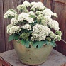 Трахелиум синий (Trachelium caeruleum) Трахелиум синий (Trachelium caeruleum)