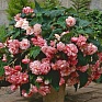 Бегония клубневая махровая ампельная (Begonia tuberhybrida) Бегония клубневая махровая ампельная (Begonia tuberhybrida)