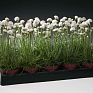 Армерия морская (Armeria maritima)