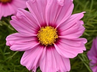 Космея дваждыперистая (Sonata)