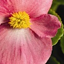 Бегония вечноцветущая (зеленая листва) (Begonia semperflorens)