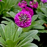 Примула мелкозубчатая (Primula denticulata)