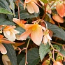Бегония боливийская ампельная (Begonia boliviensis x hybrida)