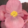 Бегония вечноцветущая (бронзовая листва) (Begonia semperflorens)