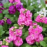Левкой седой (Matthiola incana) Левкой седой (Matthiola incana)