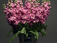 Левкой седой (Katz)