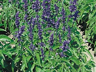 Шалфей мучнистый (Victoria Blue)